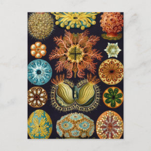 Haeckel Postkarte