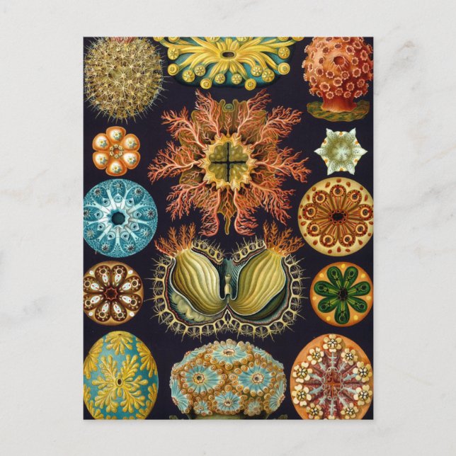 Haeckel Postkarte (Vorderseite)
