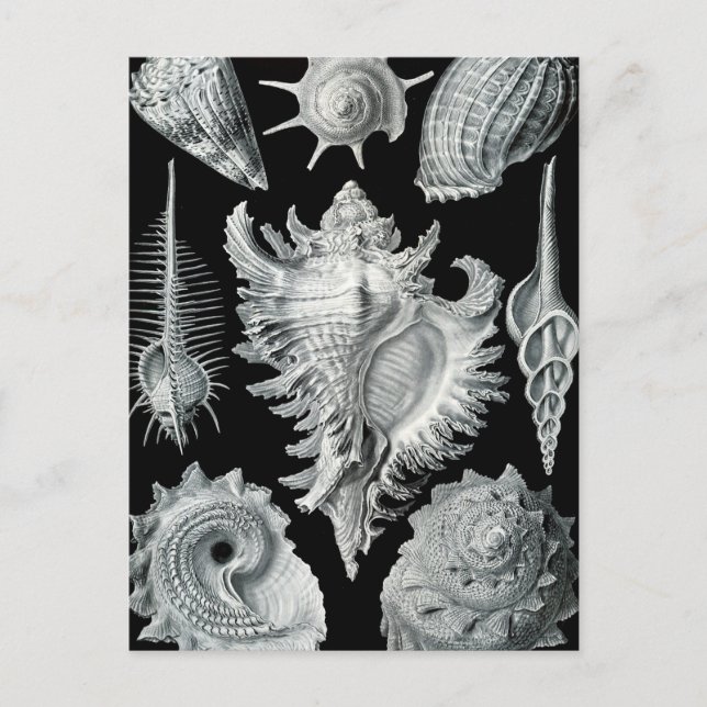 Haeckel Prosobranchia Postkarte (Vorderseite)