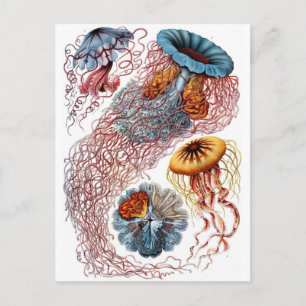Haeckel Qualle Postkarte