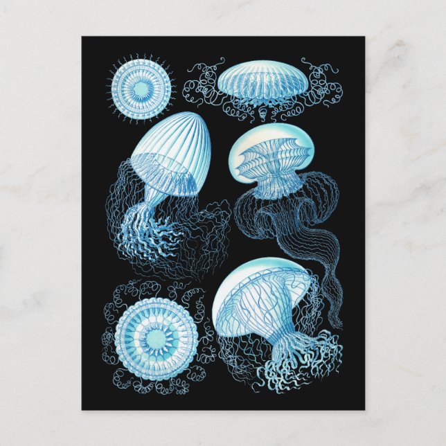 Haeckel Qualle Postkarte (Vorderseite)