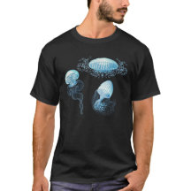 Haeckel Qualle