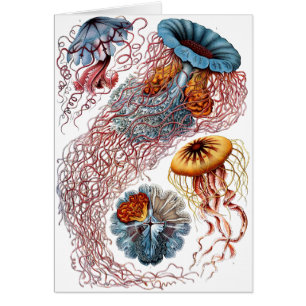 Haeckel Quallen