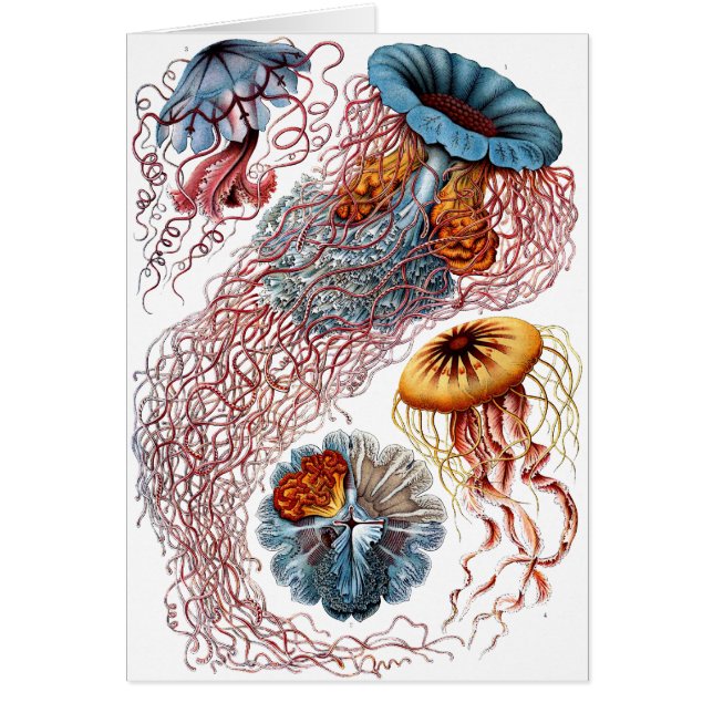 Haeckel Quallen (Vorne)