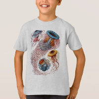 Haeckel Quallen