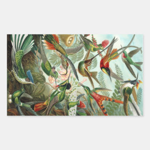 Haeckel Rechteckiger Aufkleber