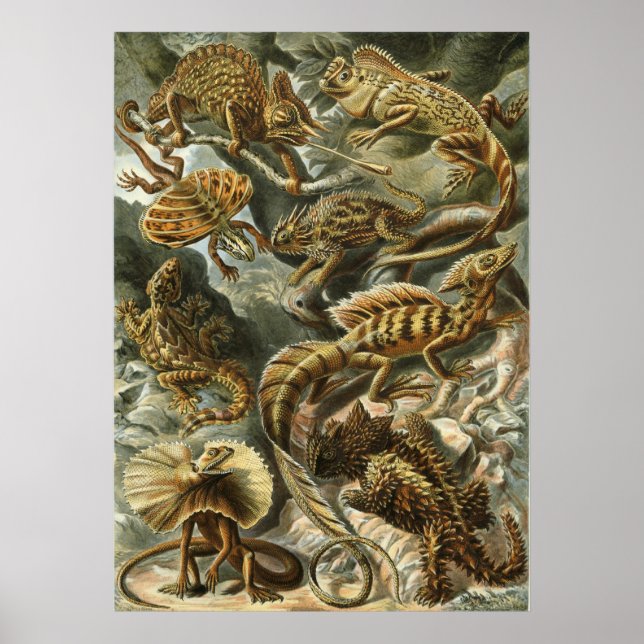Haeckel Reptiles Poster (Vorne)