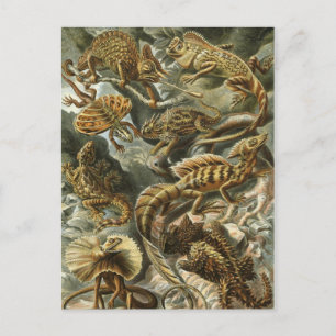Haeckel Reptilien Postkarte