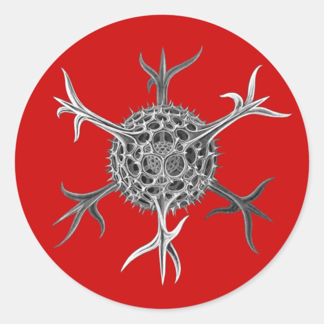 Haeckel Runder Aufkleber (Vorderseite)