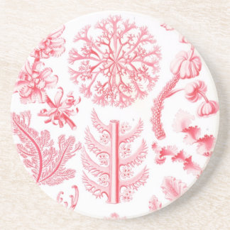 Haeckel Sandstein Untersetzer