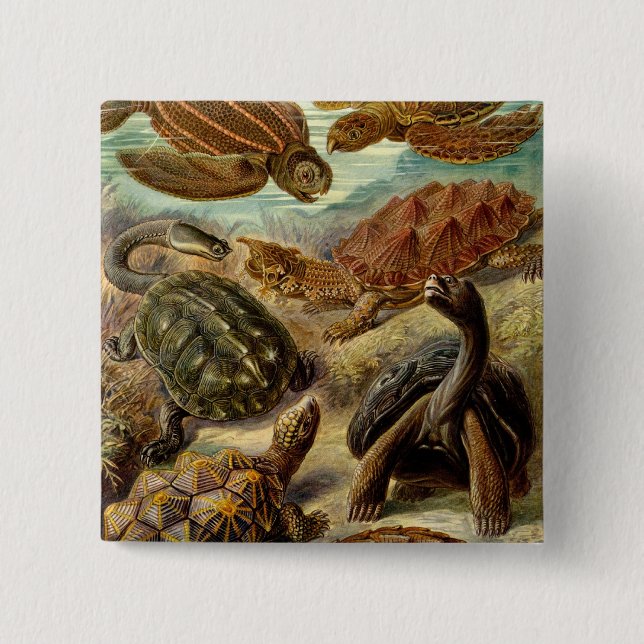 Haeckel-Schildkröten Button (Vorderseite)