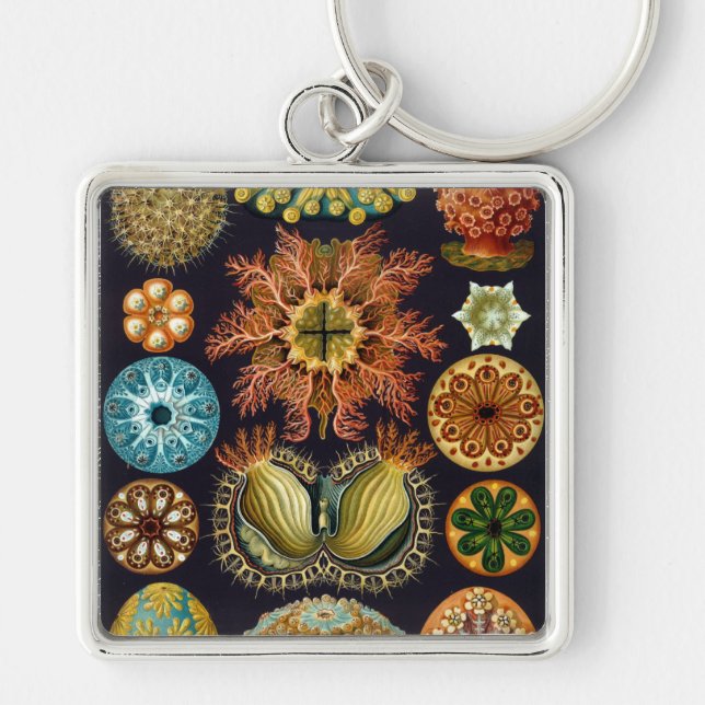 Haeckel Schlüsselanhänger (Vorne)
