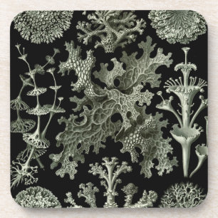 Haeckel Schwarz Getränkeuntersetzer