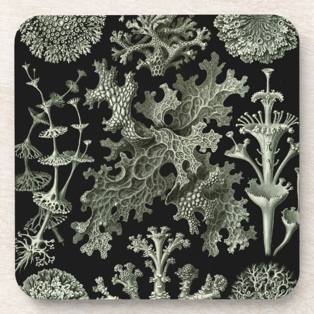 Haeckel Schwarz Getränkeuntersetzer (Vorderseite)