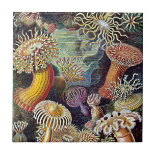 Haeckel Sea Anemone Ocean Life Naturschönheiten Ma Fliese