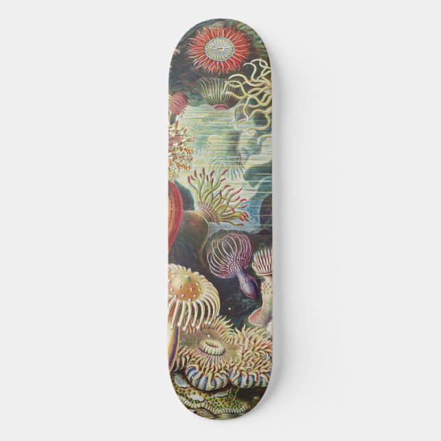 Haeckel Sea Anemones Nautical Sea Life Art Collage Skateboard (Vorderseite)