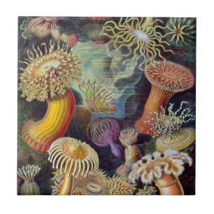 Haeckel Seeanemonen-Keramiken Fliese
