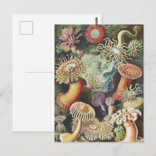 Haeckel Seeanemonen Maritime Meer Leben Kunst Coll Postkarte
