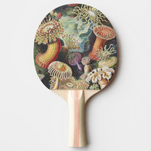 Haeckel Seeanemonen Maritime Meer Lebens Kunst Col Tischtennis Schläger