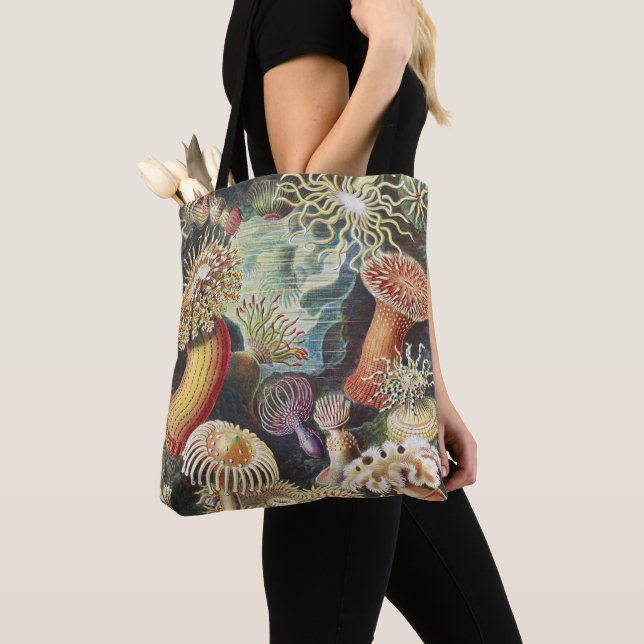 Haeckel Seeanemonen Maritime Meerestiere Kunst Col (Von Nahem)