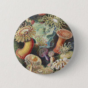Haeckel Seeanemonen Nautische Meer Lebens Kunst Co Button