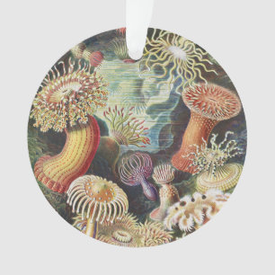 Haeckel Seeanemonen Nautische Meer Lebens Kunst Co Ornament