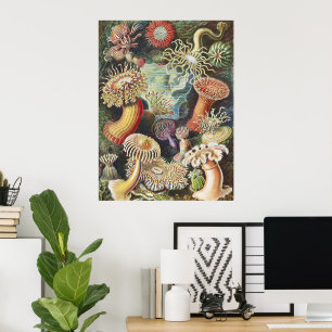 Haeckel Seeanemonen Nautische Meer Lebens Kunst Co Poster