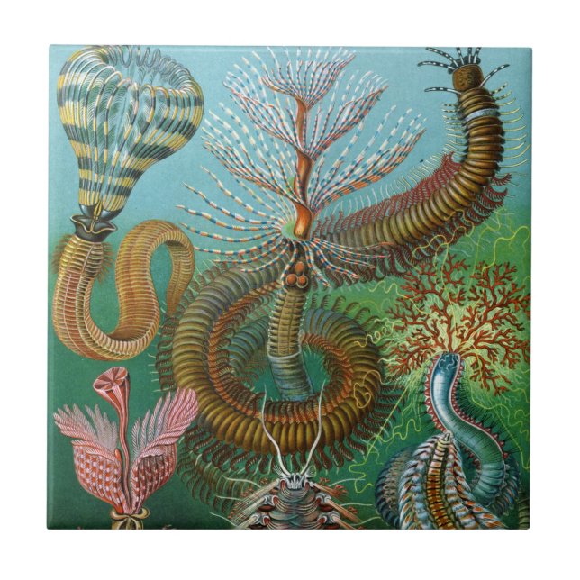 Haeckel Seewurm-Keramiken Fliese (Vorderseite)