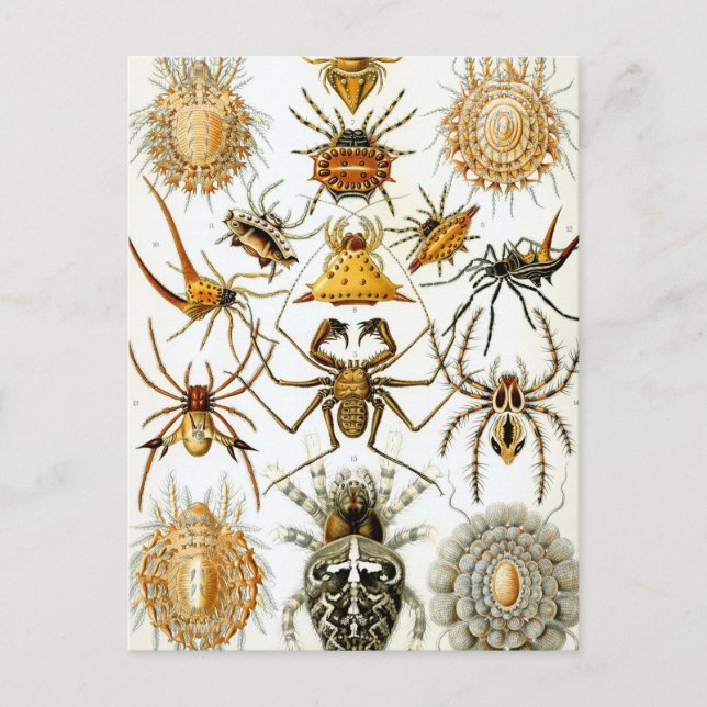 Haeckel Spinnentiere Postkarte (Vorderseite)
