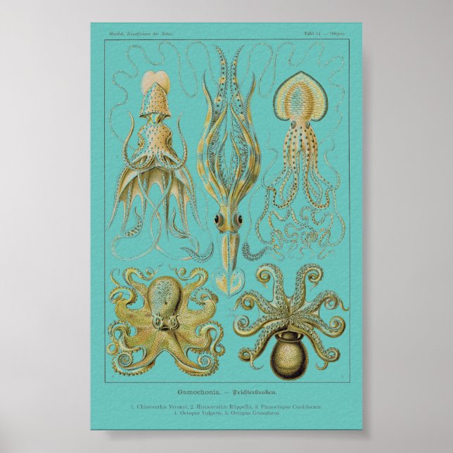 Haeckel Tintenfisch, Gamochonia Poster (Vorne)