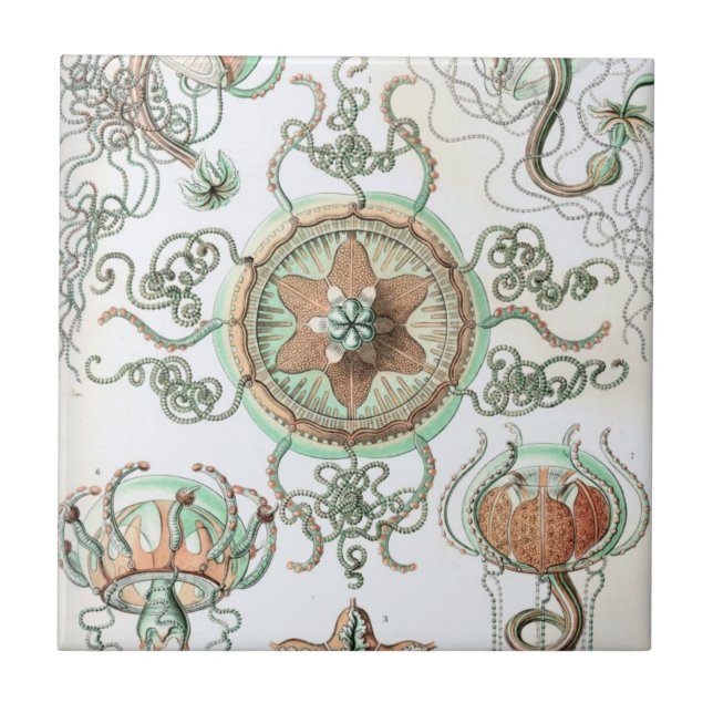 Haeckel Trachomedusae Fliese (Vorderseite)