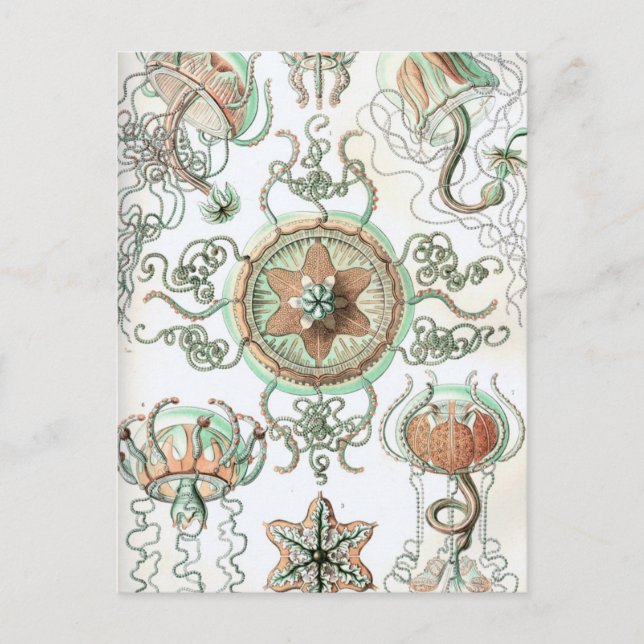Haeckel Trachomedusae Postkarte (Vorderseite)