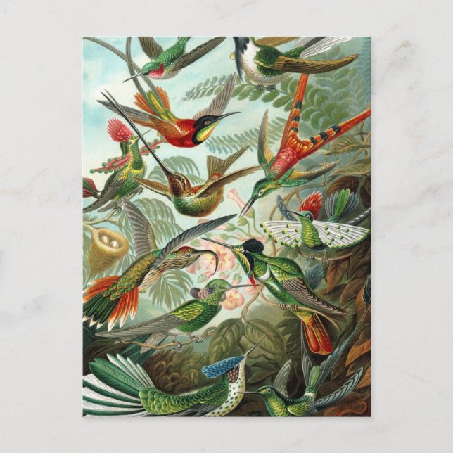 Haeckel Trochilidae Postkarte (Vorderseite)