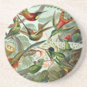 Haeckel Trochilidae Untersetzer