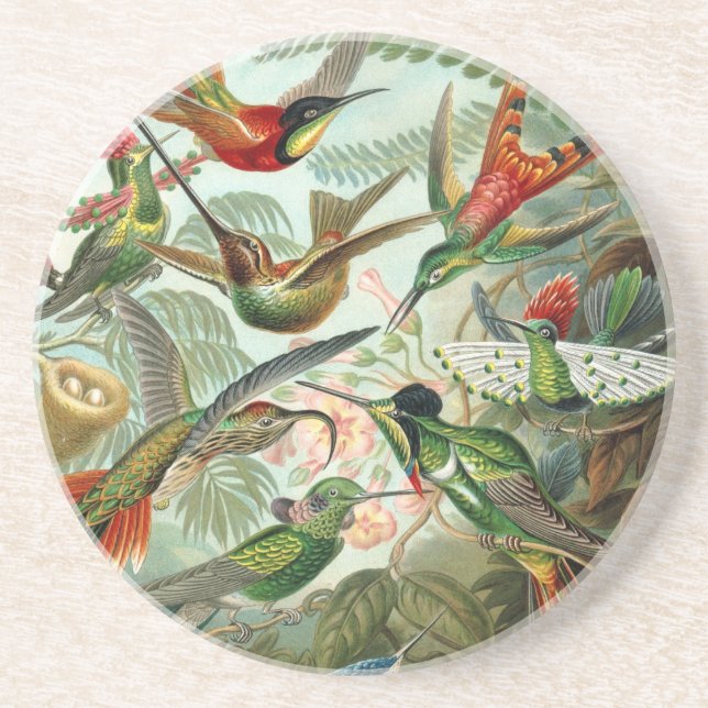 Haeckel Trochilidae Untersetzer (Vorne)