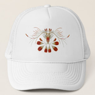 Haeckel Truckerkappe