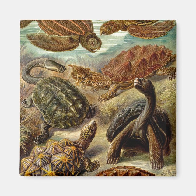 Haeckel Turtles Magnet (Vorne)