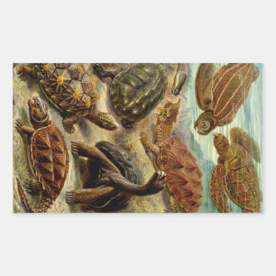 Haeckel Turtles Rechteckiger Aufkleber