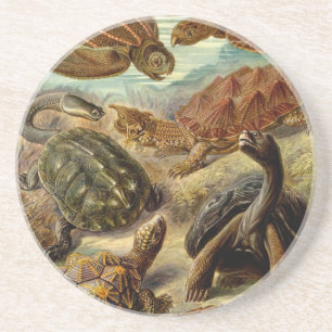 Haeckel Turtles Sandstein Untersetzer