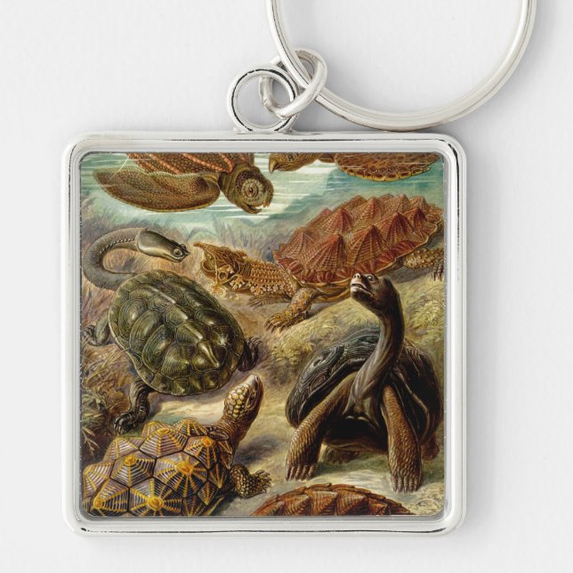 Haeckel Turtles Schlüsselanhänger (Vorne)
