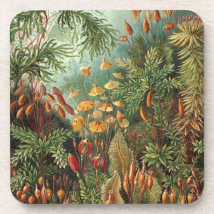 Haeckel Untersetzer