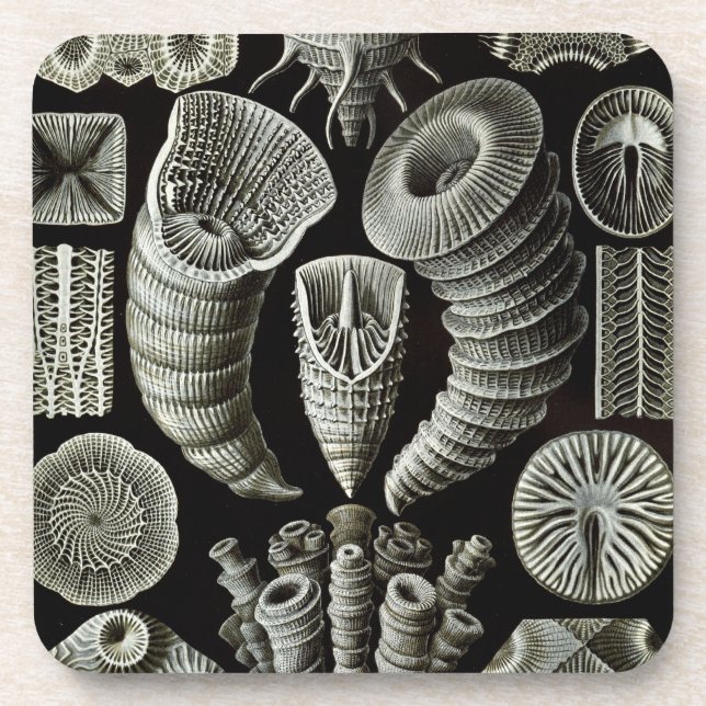 Haeckel Untersetzer (Vorderseite)