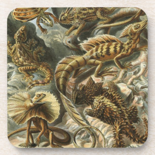 Haeckel Untersetzer