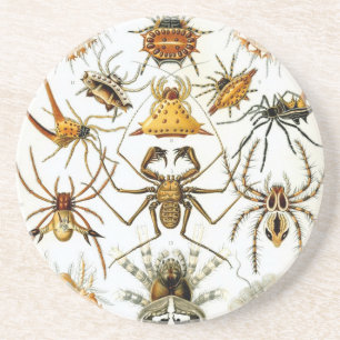 Haeckel Untersetzer