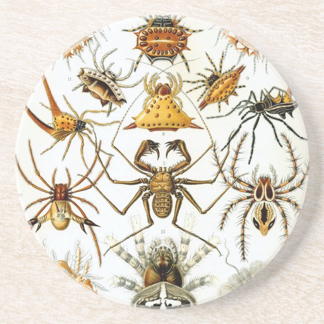 Haeckel Untersetzer (Vorne)
