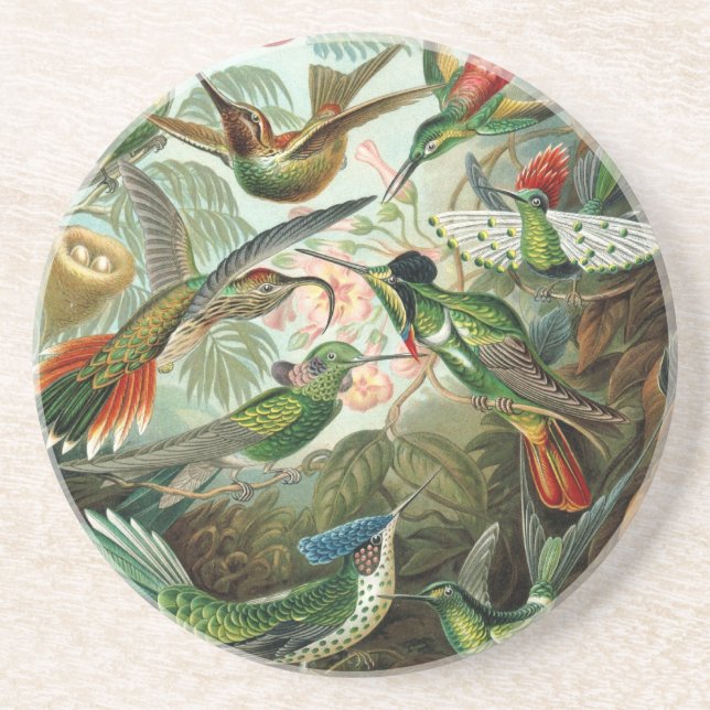 Haeckel-Vögel Getränkeuntersetzer (Vorne)