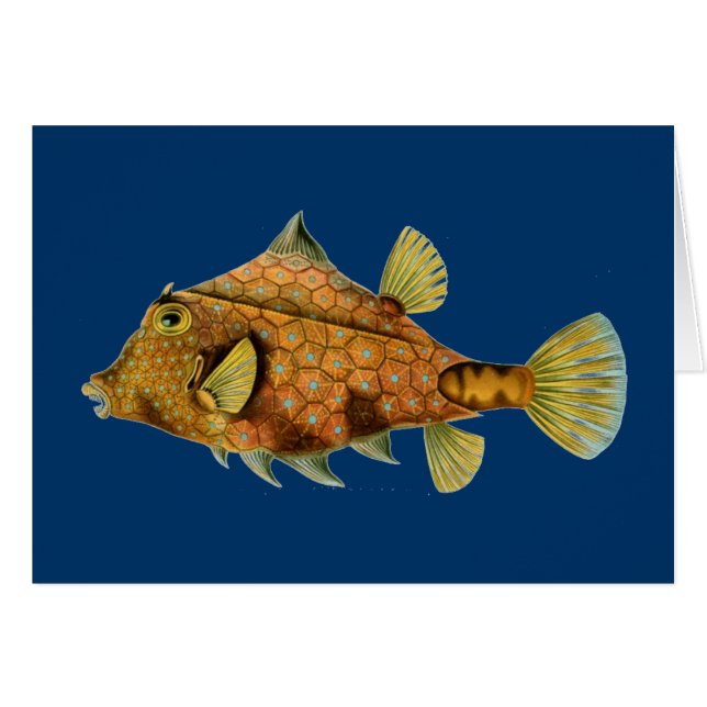 Haeckelfisch (Vorderseite (Horizontal))