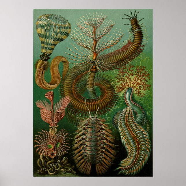 Haeckel's Chaetopoda Poster (Vorne)