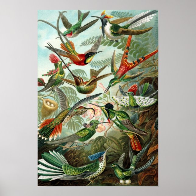 Haeckel's Hummingbirds Poster (Vorne)