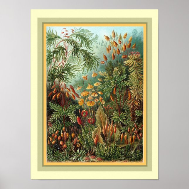 Haeckels Kunstformen der Natur 12 x 16 Poster (Vorne)